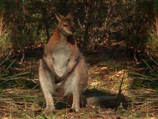 Wallaby Picnic Area