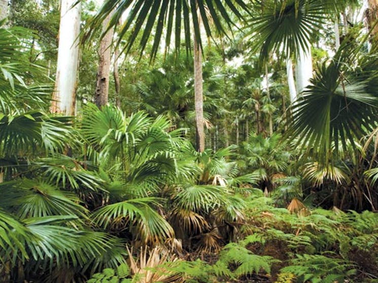 Sugar Palms, Wallingat National Park. Photo: Ian Brown/NSW Government