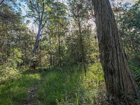Wallumatta Nature Reserve