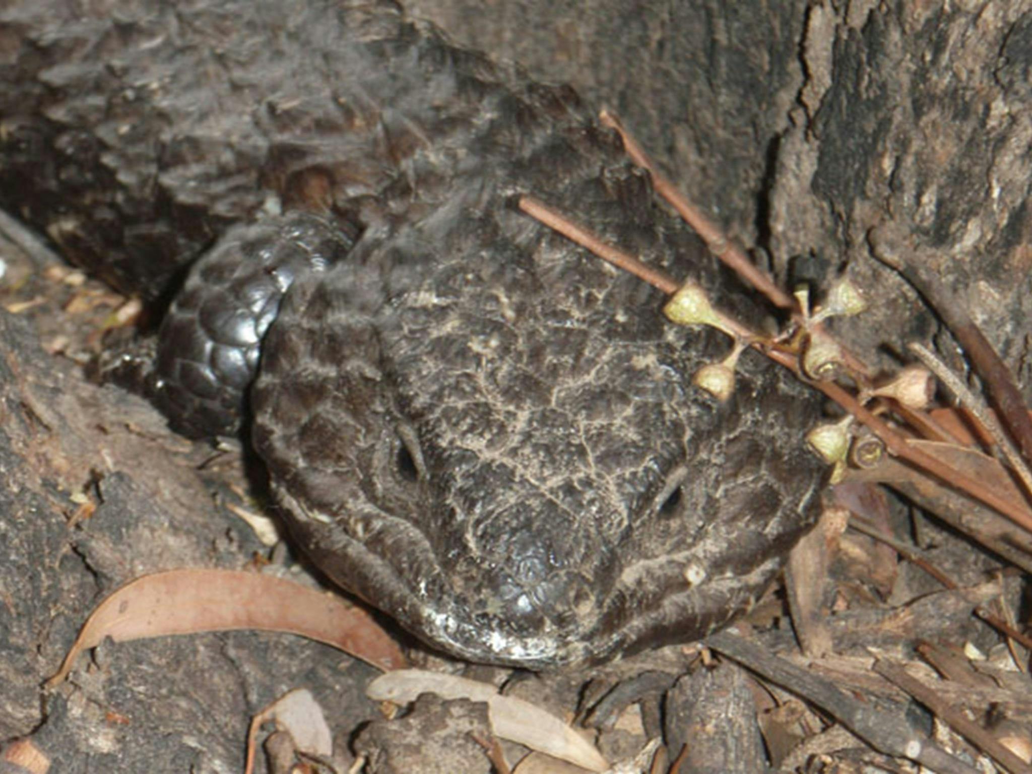 A shingleback lizard at Wanda Wandong campground, Goobang National Park. Photo: OEH
