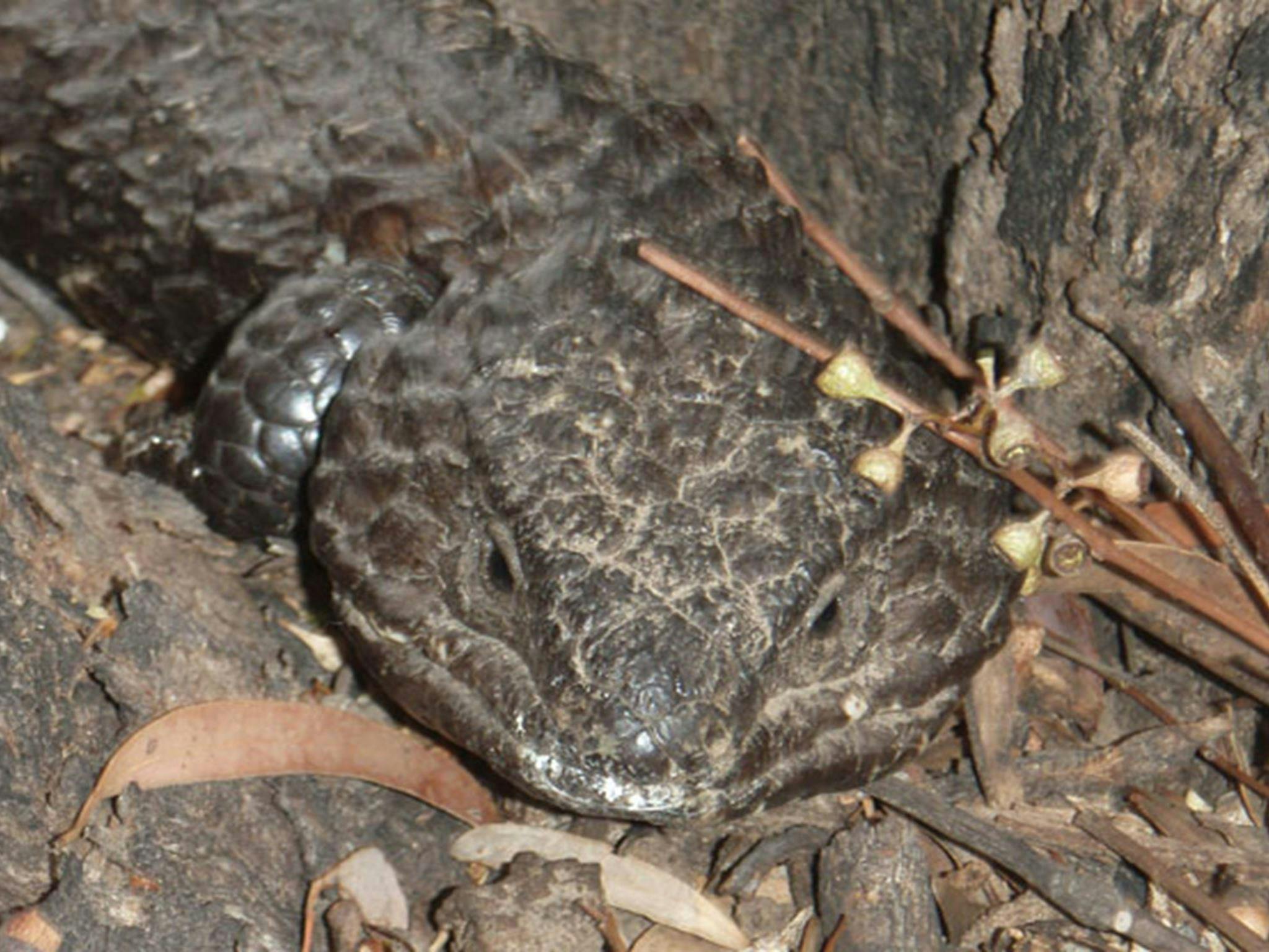 A shingleback lizard at Wanda Wandong campground, Goobang National Park. Photo: OEH