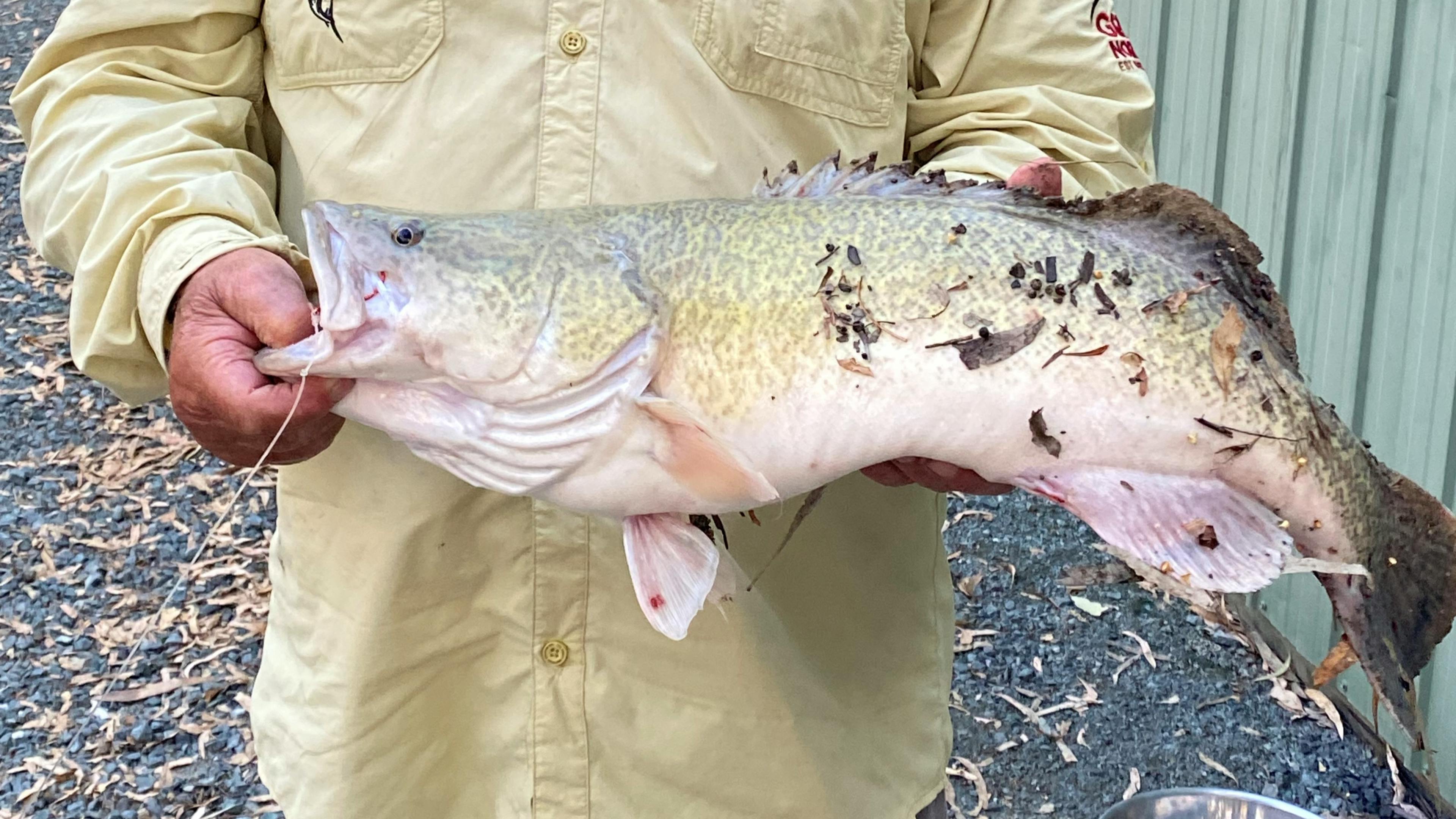 Christmas 2023 catch and release
