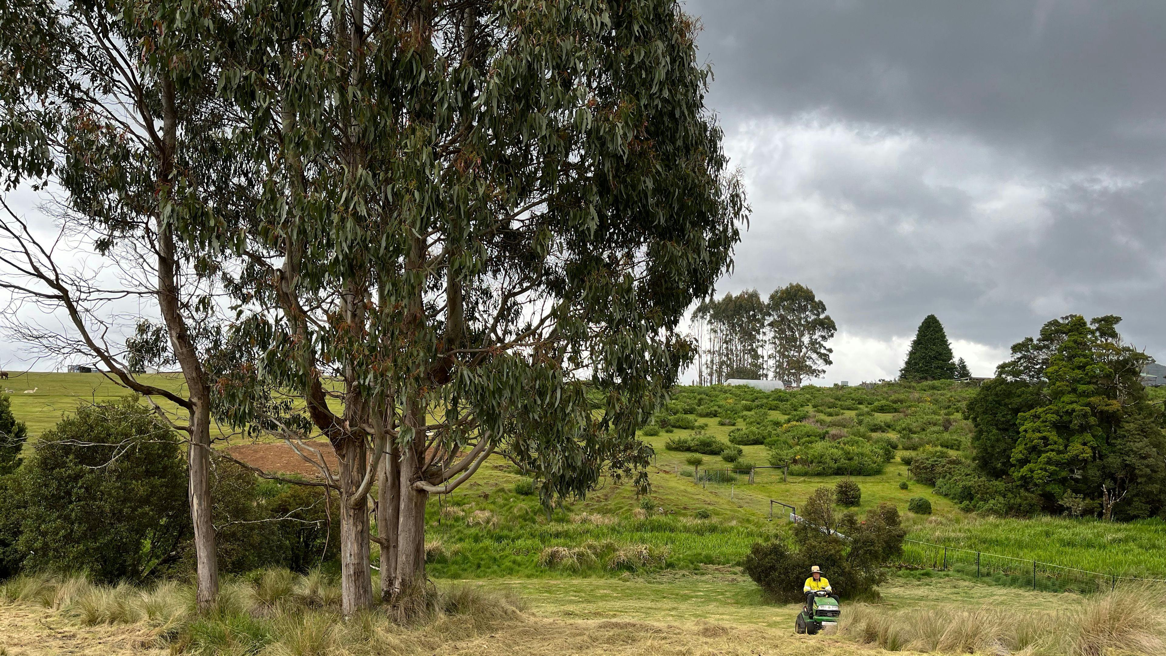 Waratah Alpaca and Pepperberry Farm
