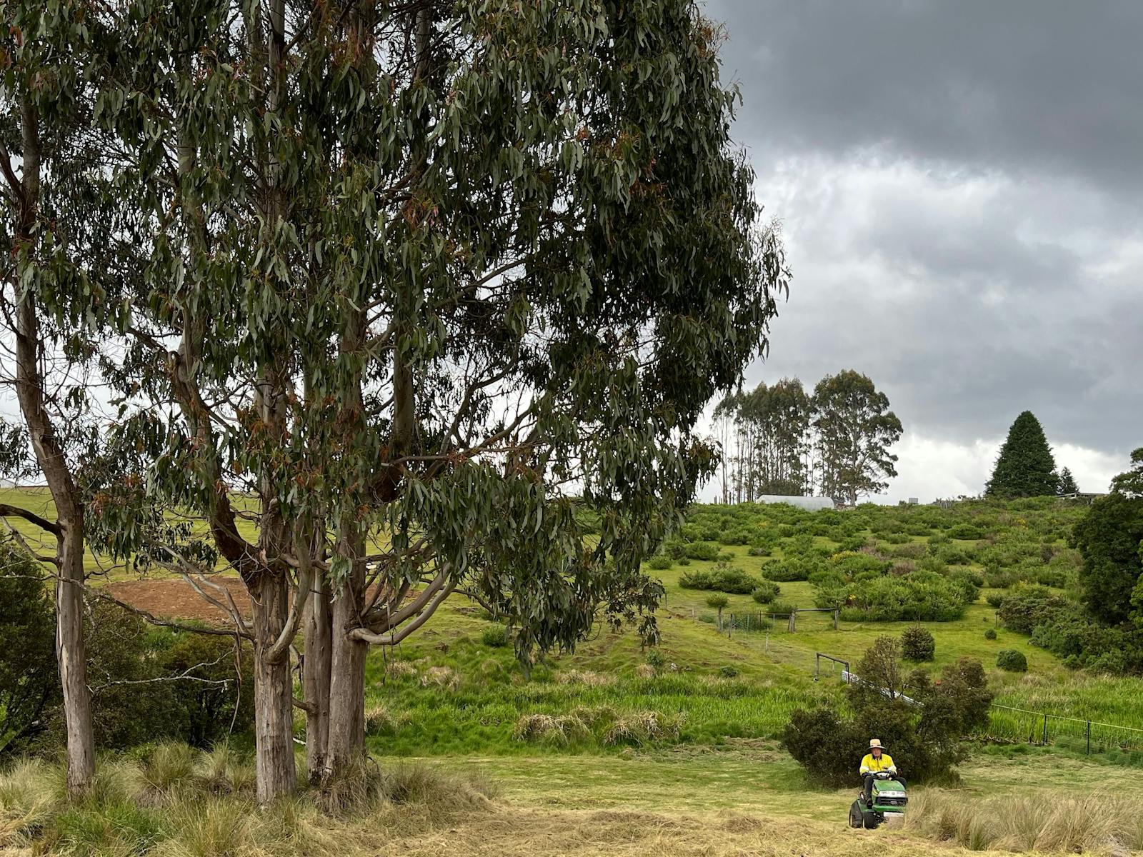 Waratah Alpaca and Pepperberry Farm