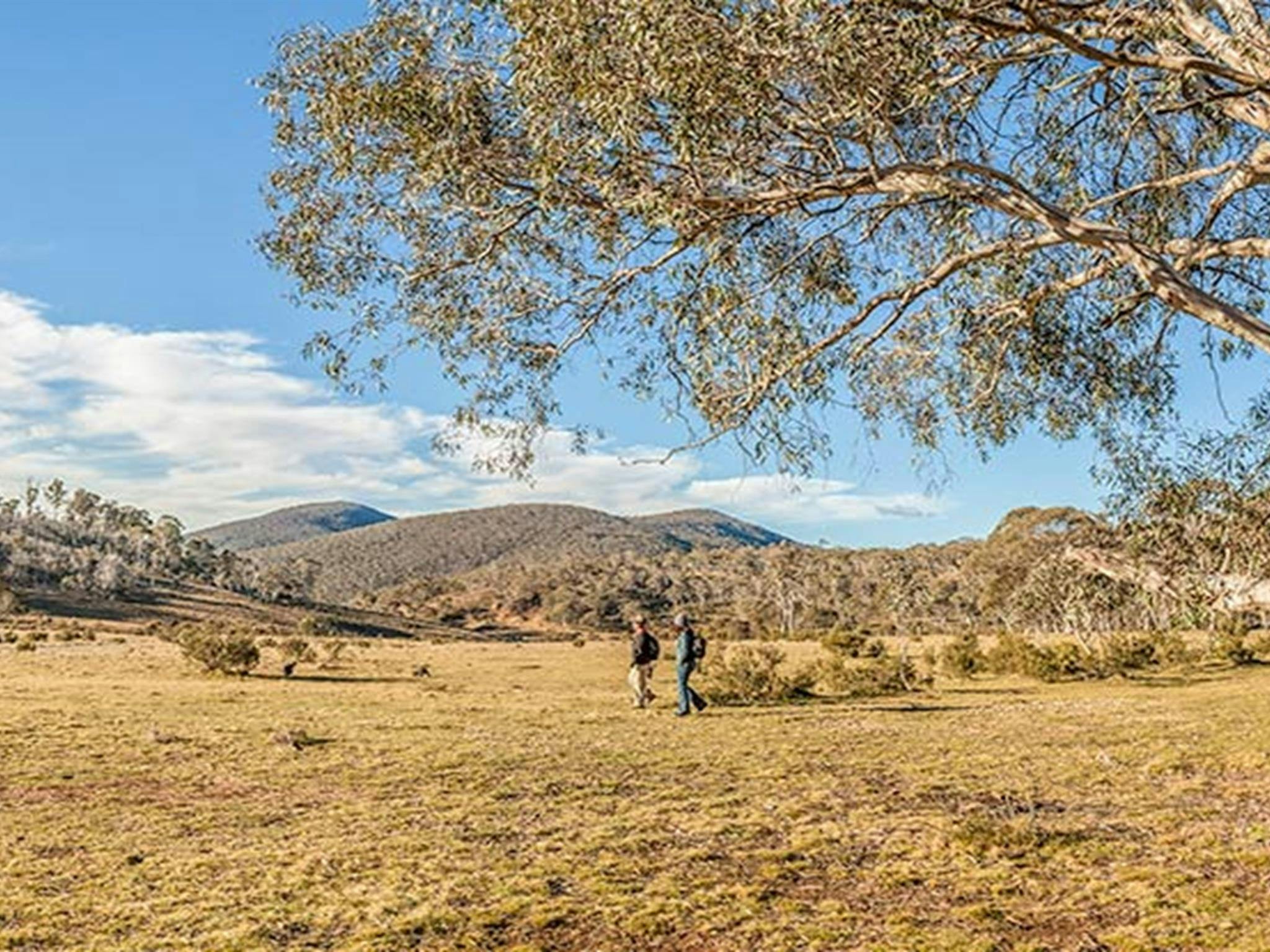 Wares Yards campground, Kosciuszko National Park. Photo: Murray Vanderveer/NSW Government