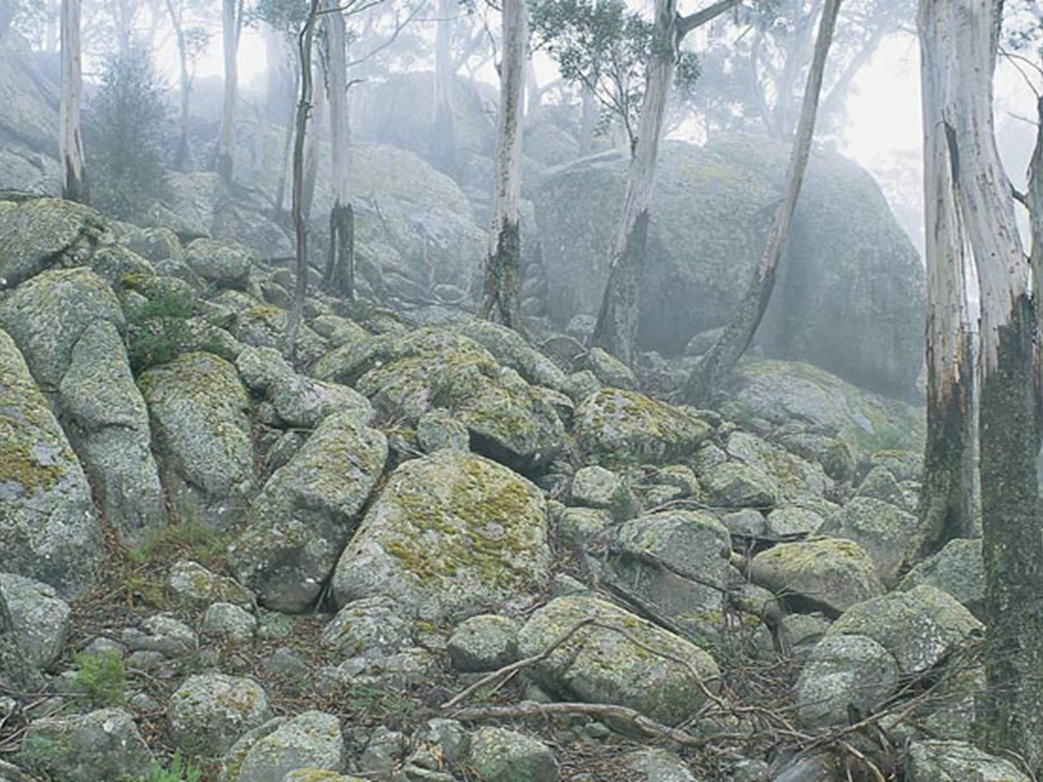 Waratah Gully campground, South East Forest National Park. Photo credit: Michael van Ewijk &copy;