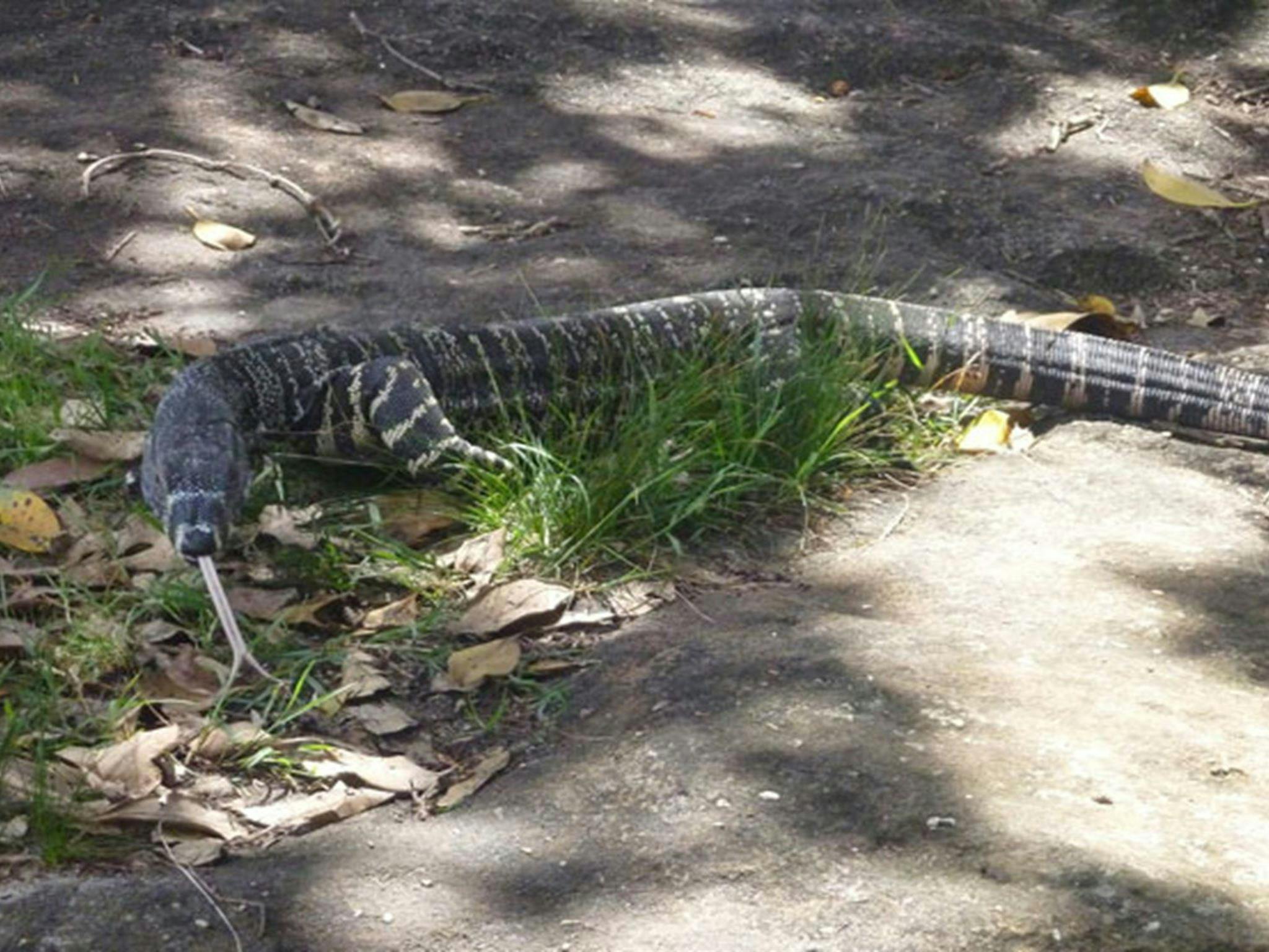 Goanna, Wattamolla picnic area, Royal National Park. Photo: Andy Richards/OEH