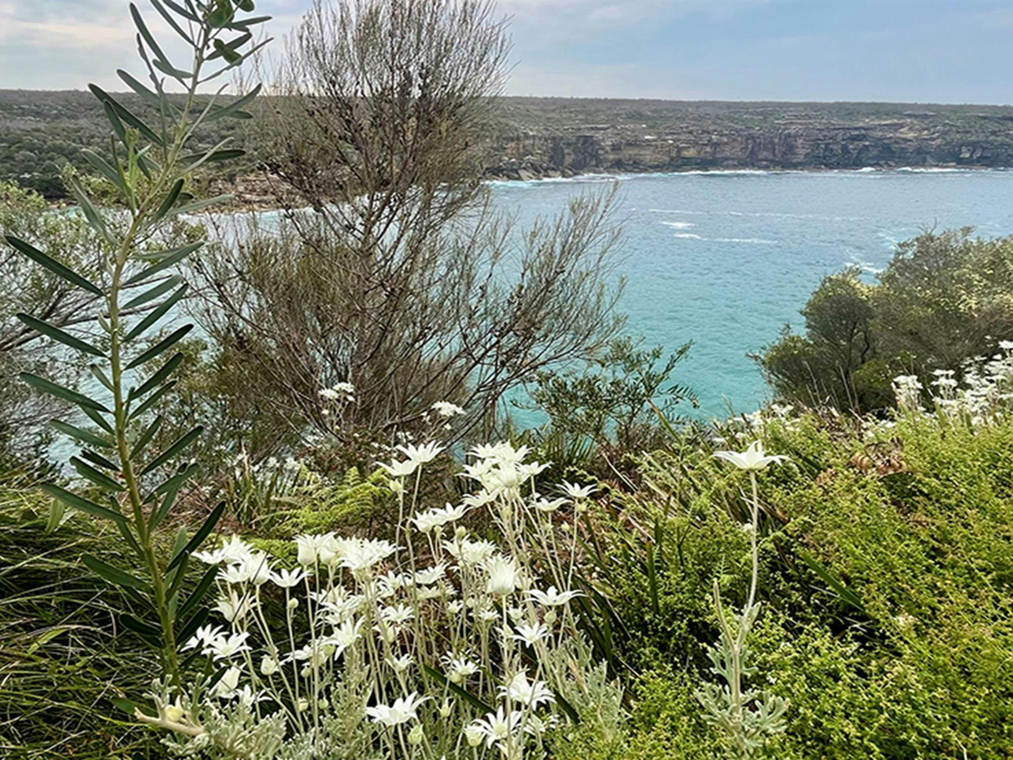 前景是白色的法蘭絨花和石楠地，遠處是浩瀚的海洋。
