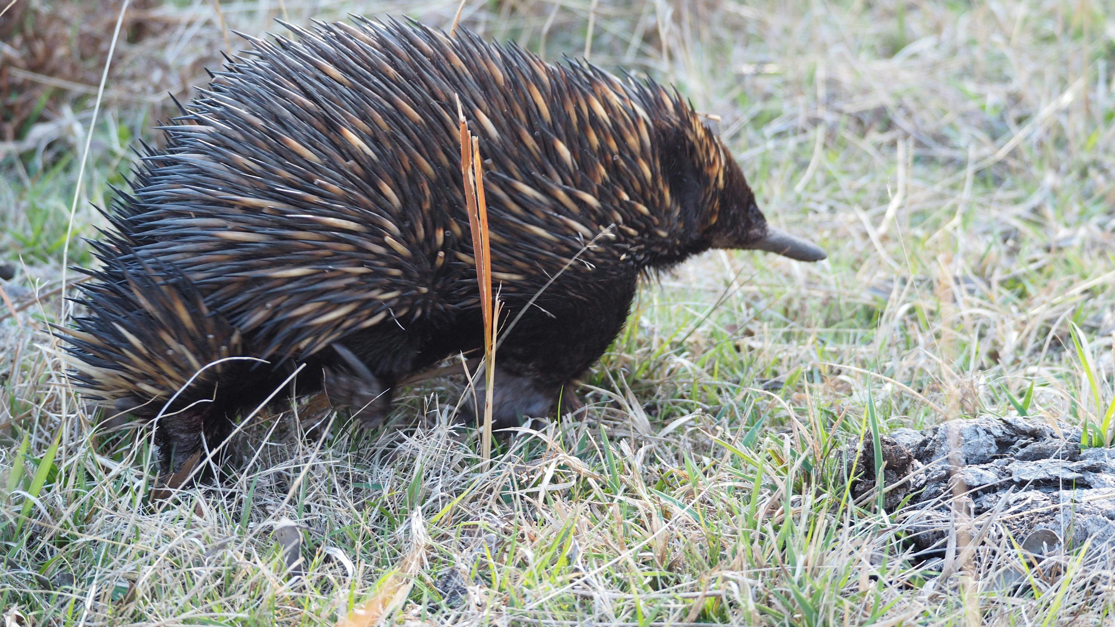 Jindalee Bush camping