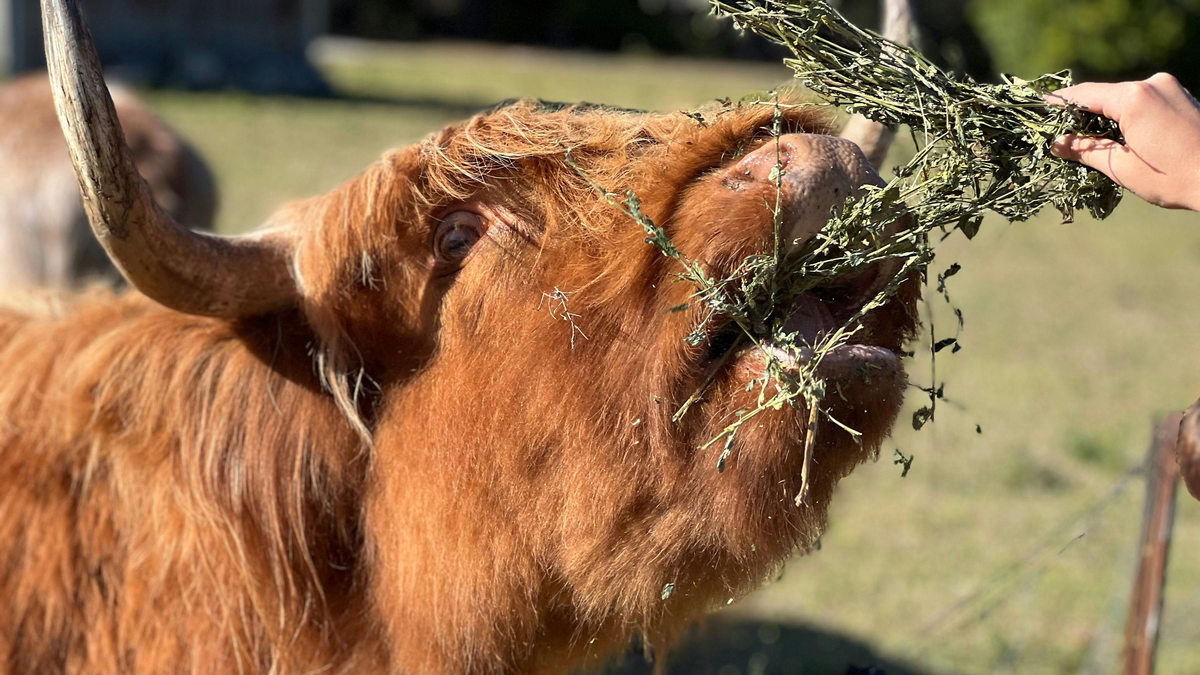 韋德伯恩隱居處