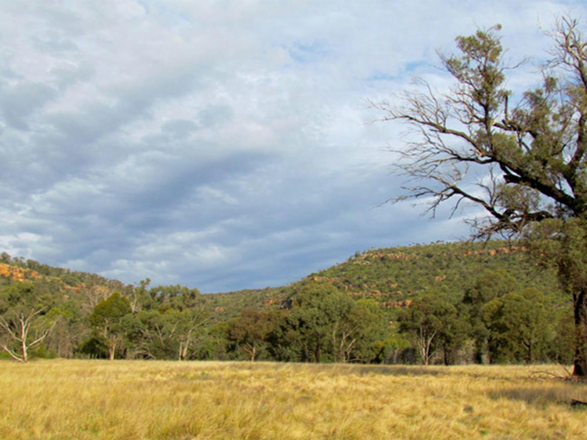 Berthas Gully Track, Weddin Mountains Nationalpark. Foto: M. Cooper/Regierung von New South Wales
