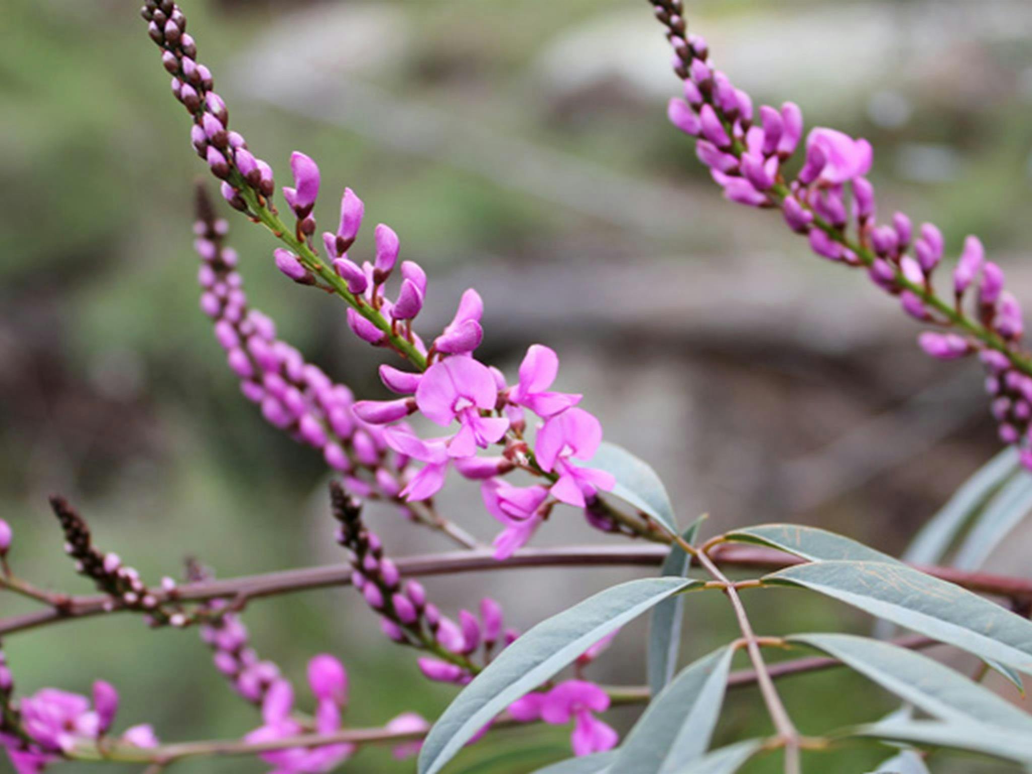 Wildblumen im Basin Gully, Weddin Mountains Nationalpark. Foto: C Davis/Regierung von New South Wales