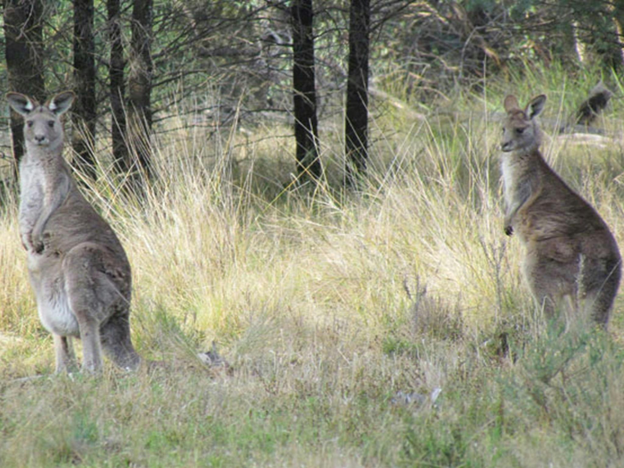 Östliche Graue Riesenkängurus, Berthas Gully Track, Weddin Mountains Nationalpark. Foto: M Cooper/NSW