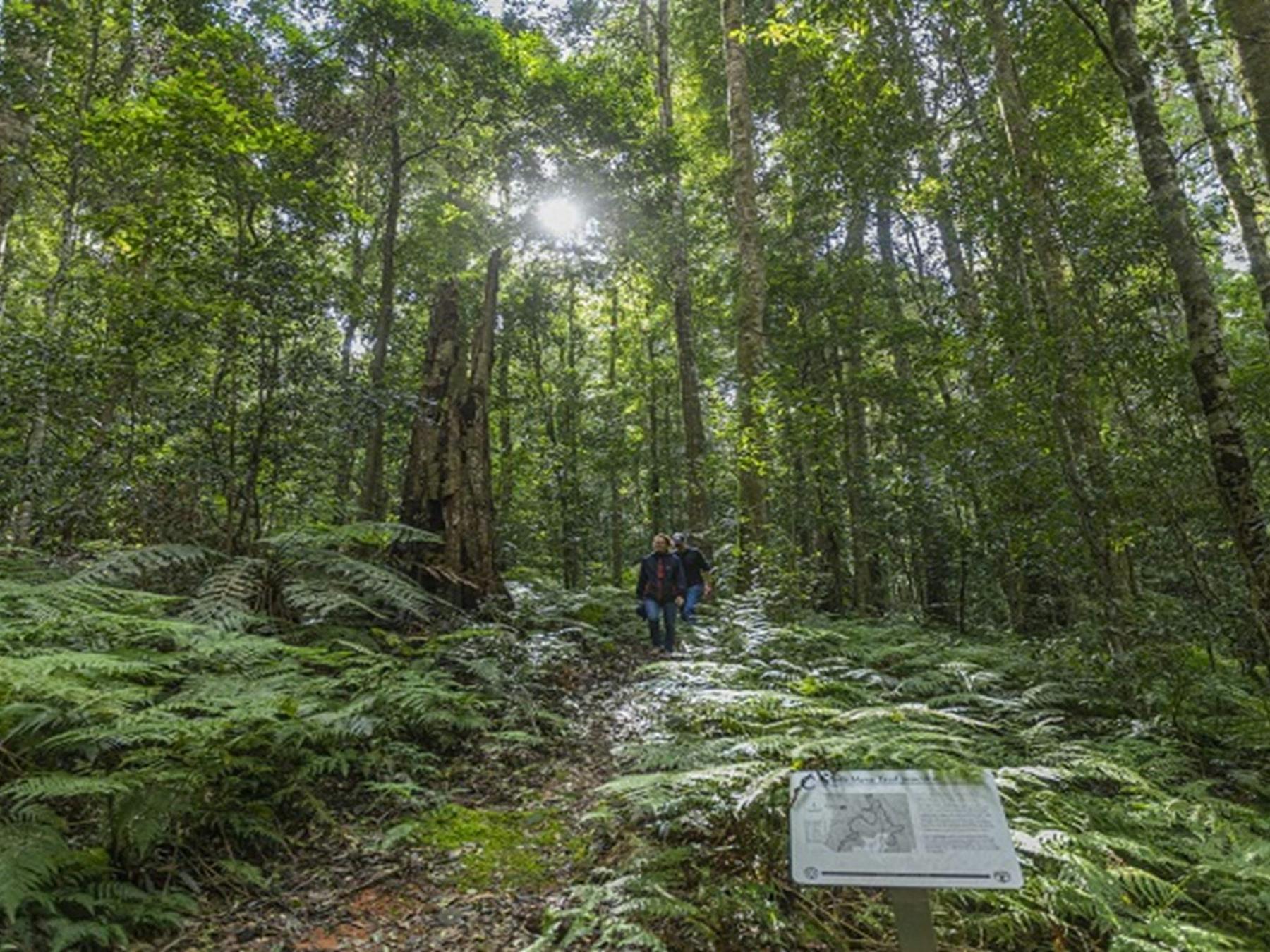 Rainforest on Carabeen walk, Werrikimbe National Park. Photo: Josh Smith © DPE