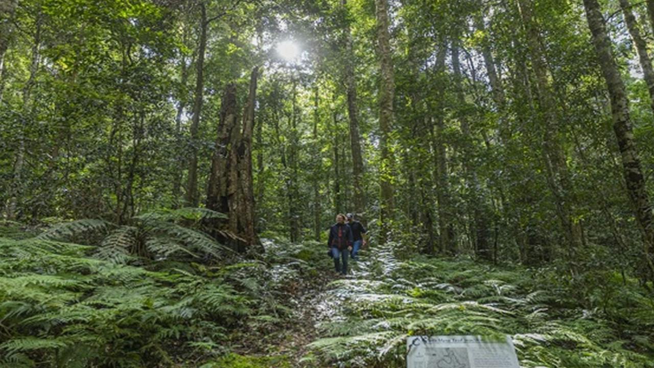 Werrikimbe National Park