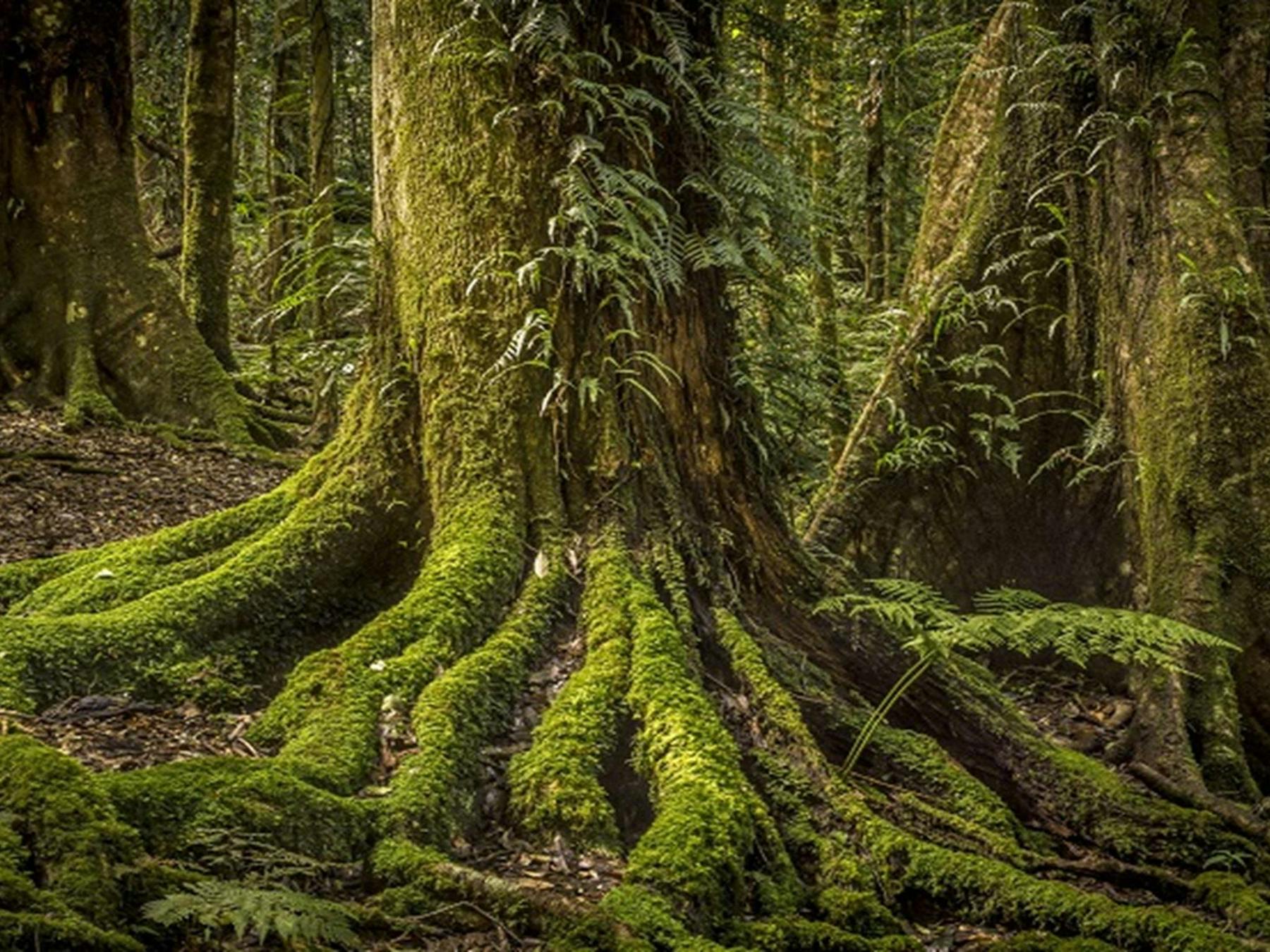 Rainforest in Werrikimbe National Park. Photo: Gerhard Koertner © DPE