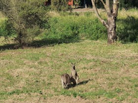 Whispering Wallaby Cottage