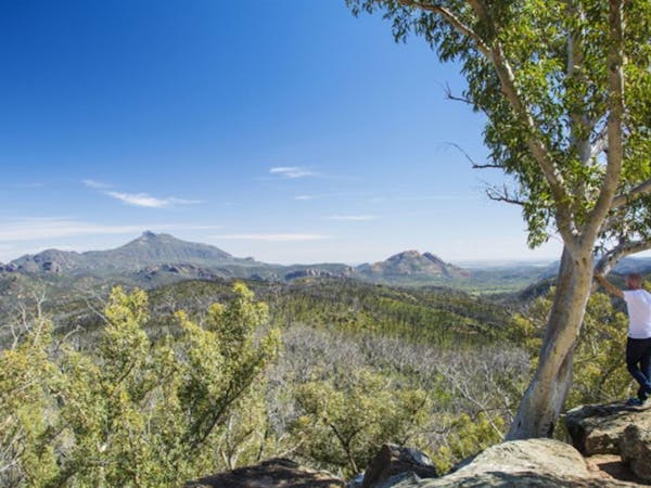 Whitegum lookout