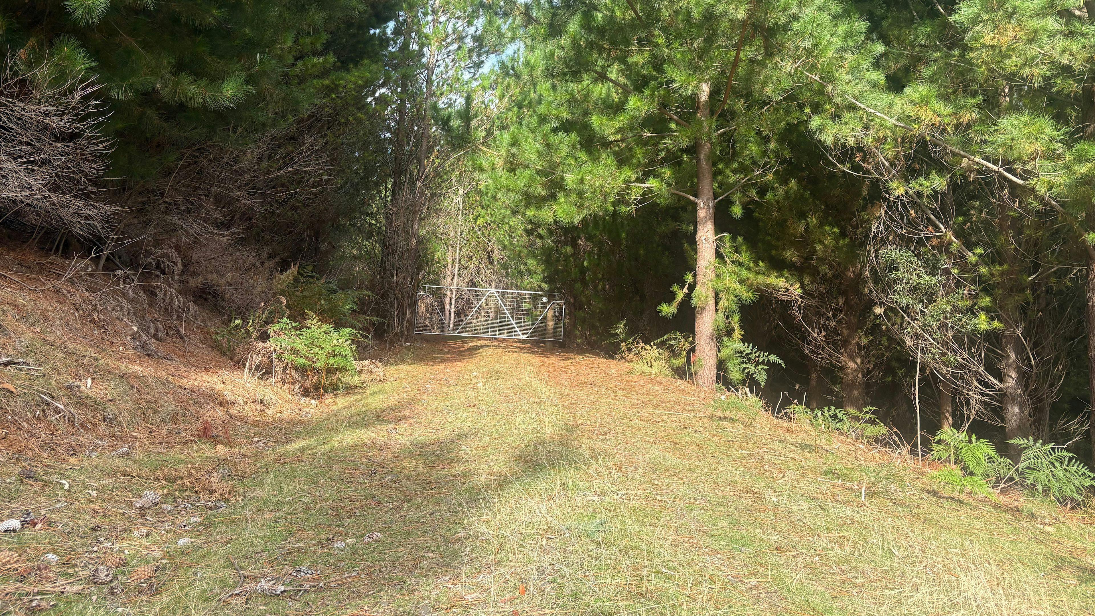 Wild Pine Haven – Private Forest