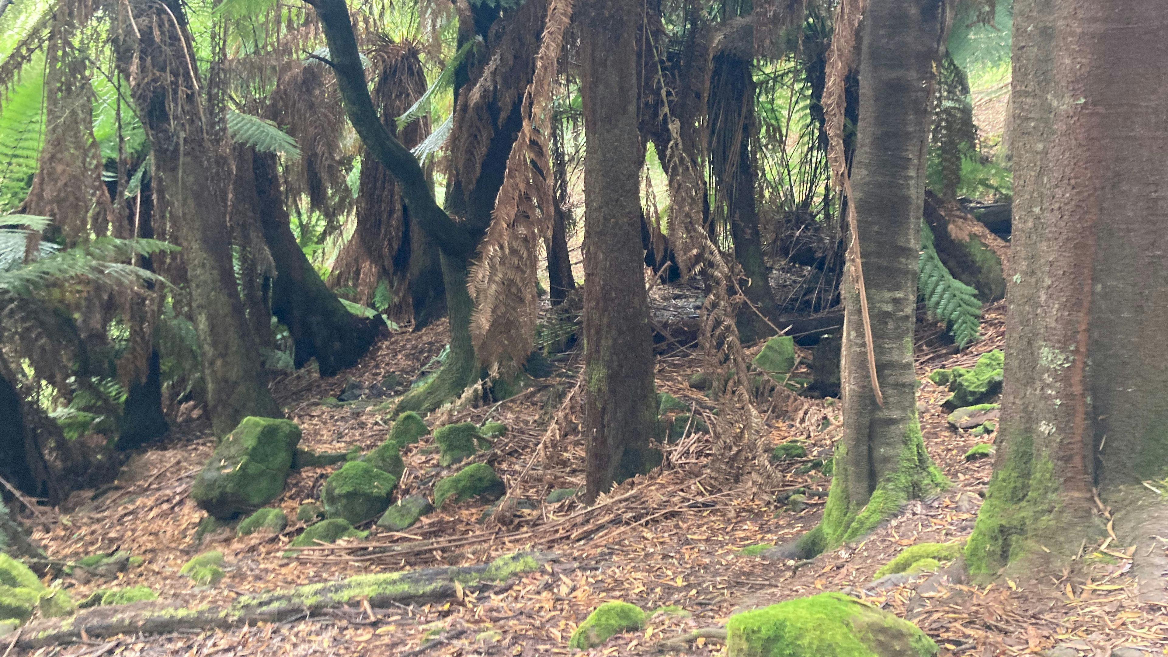 Wild Pine Haven – Private Forest