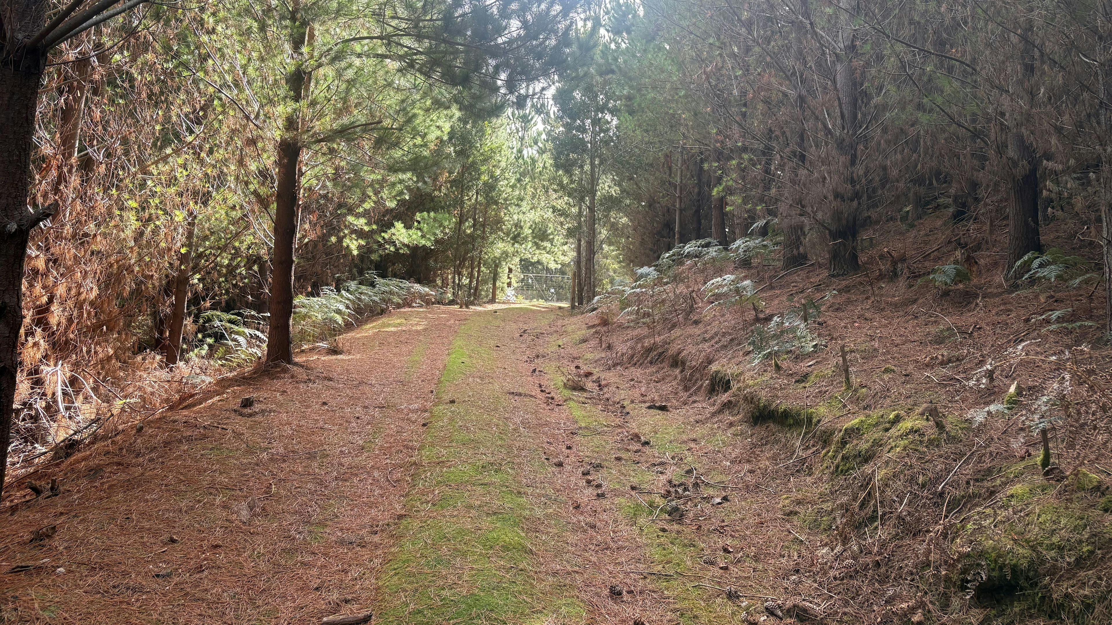 Wild Pine Haven – Private Forest