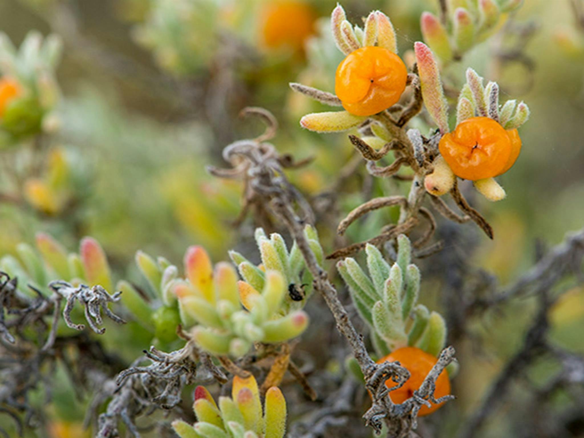 Blühende Pflanzen im Willandra-Nationalpark. Foto: John Spencer/DPIE