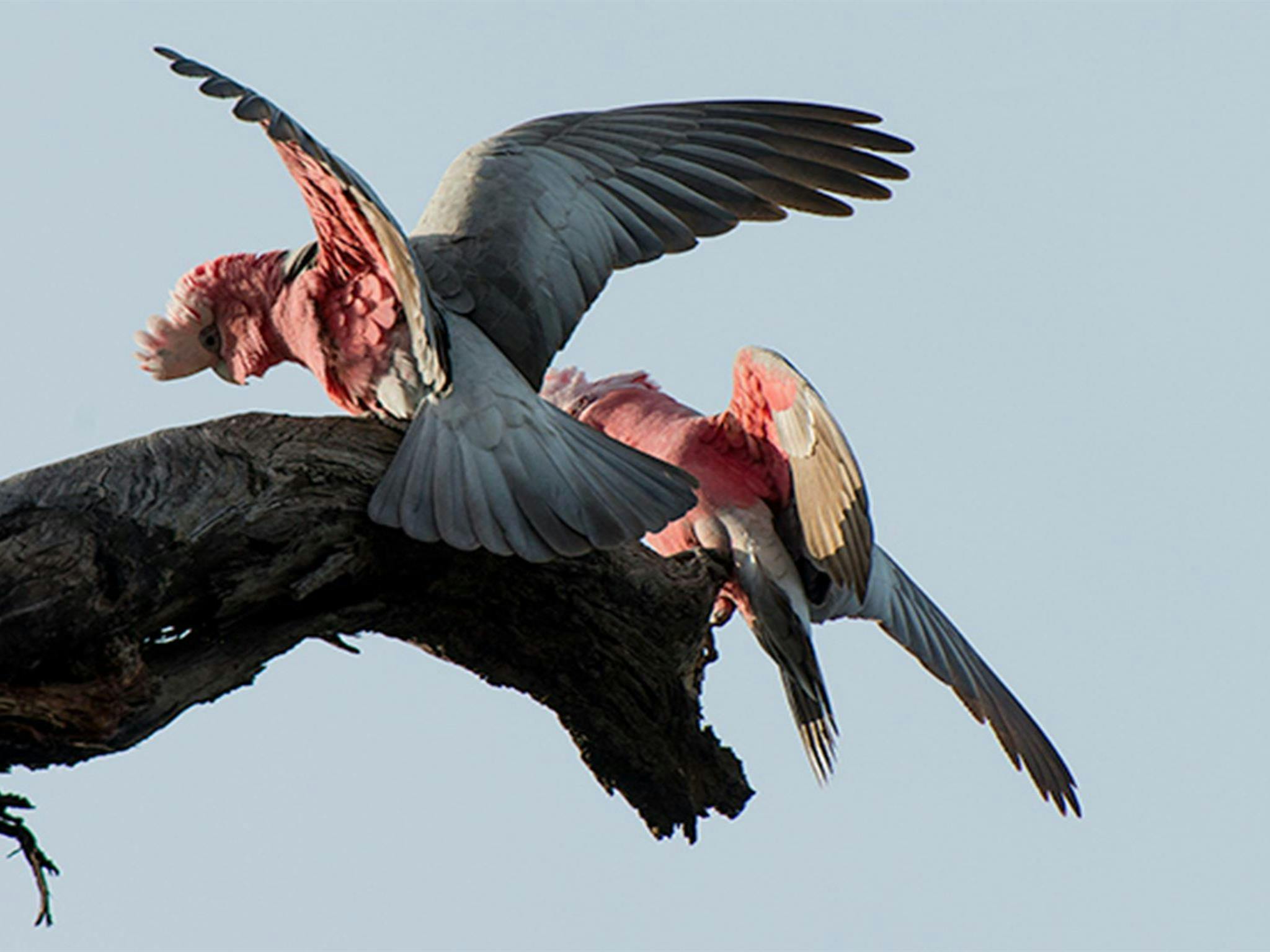 Galahs at Willandra National Park. Photo: John Spencer/DPIE