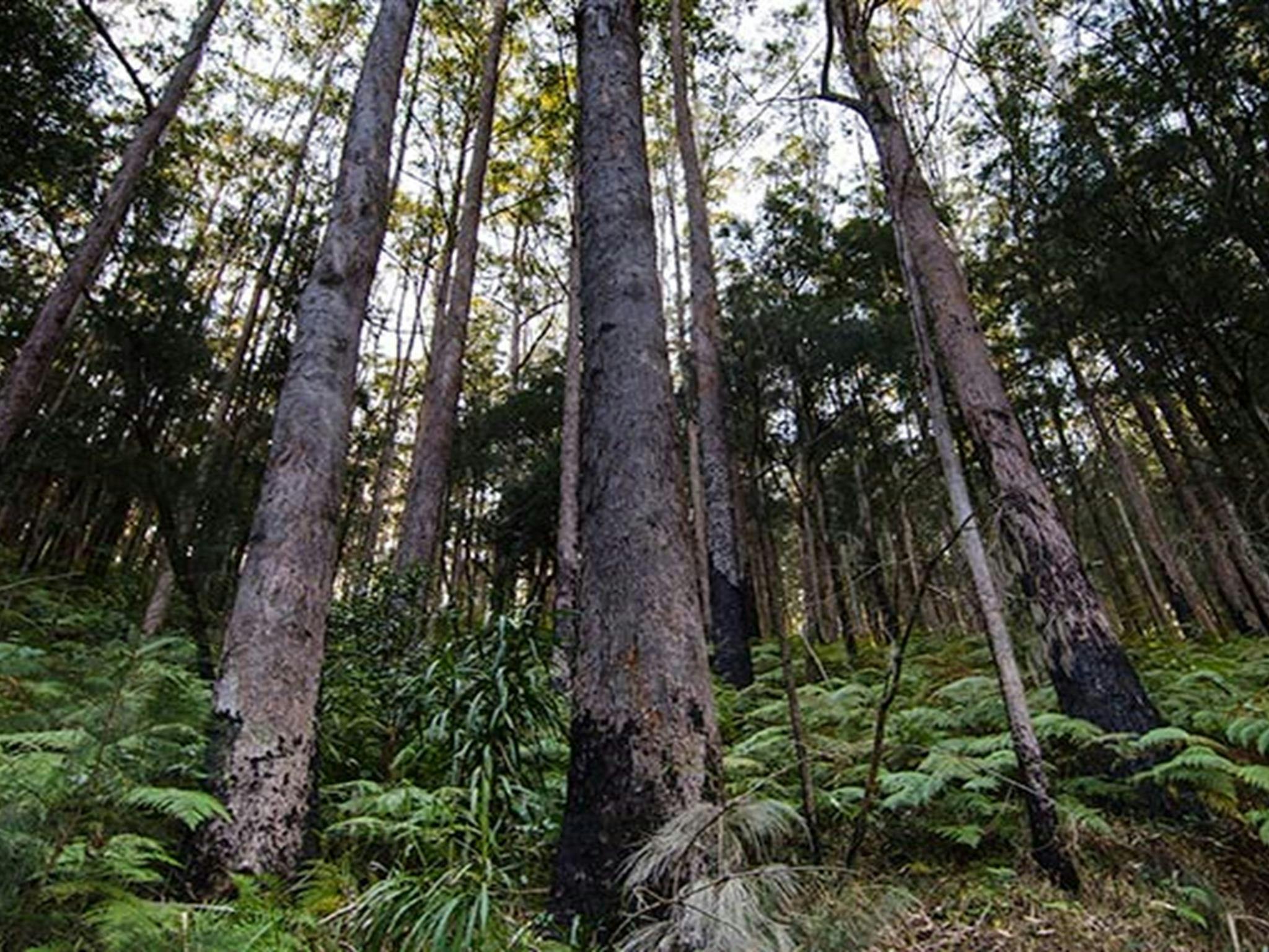 Wald, Willi-Willi-Nationalpark. Foto: John Spencer © DPIE