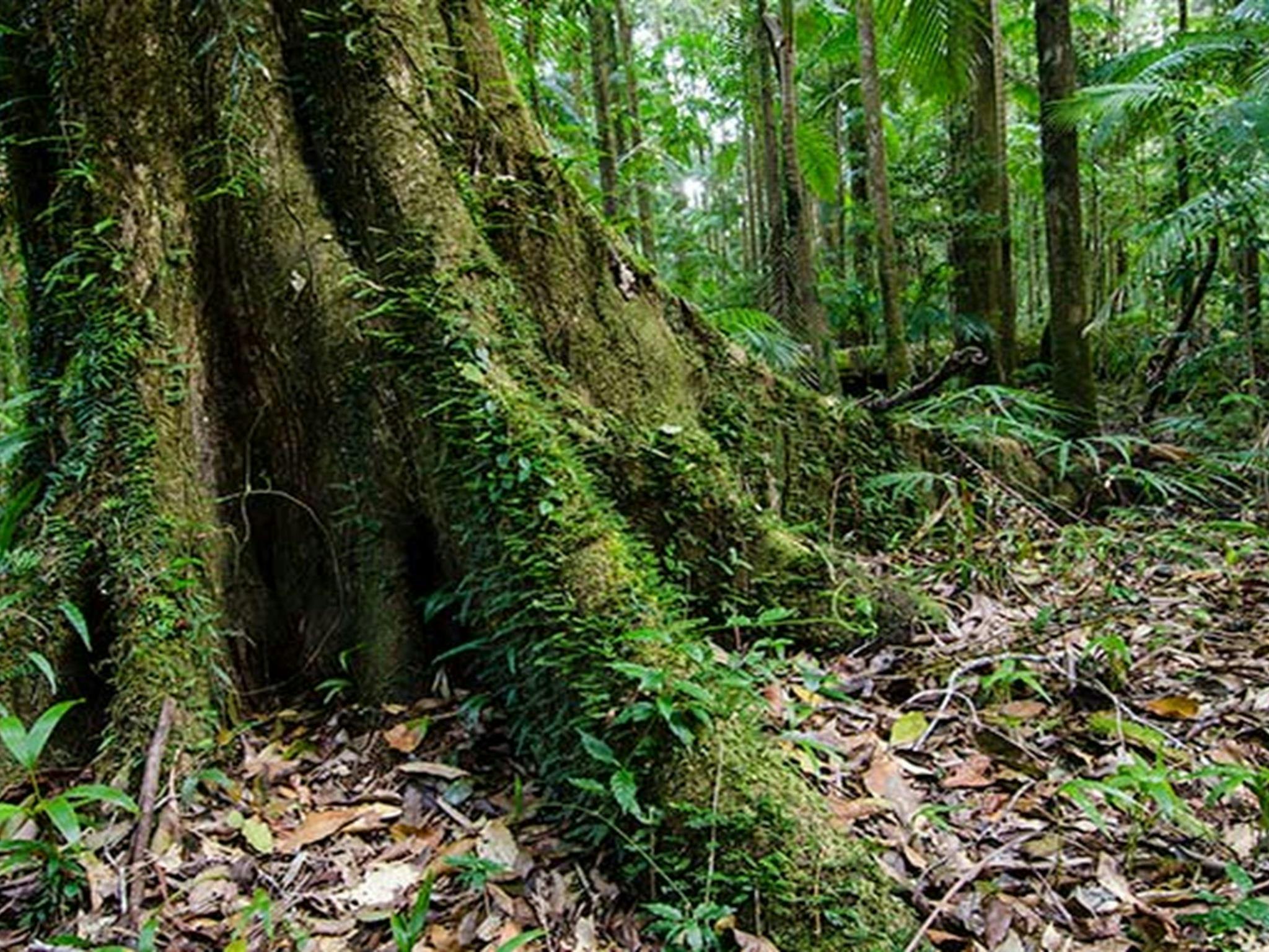 Trunk, Willi-Willi-Nationalpark. Foto: John Spencer © DPIE
