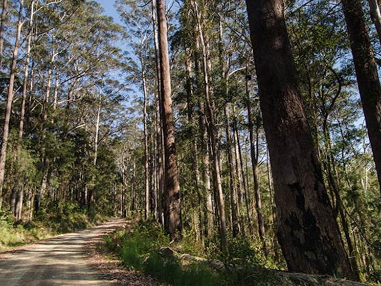 Forest road, Willi Willi National Park. Photo: John Spencer &copy; DPIE