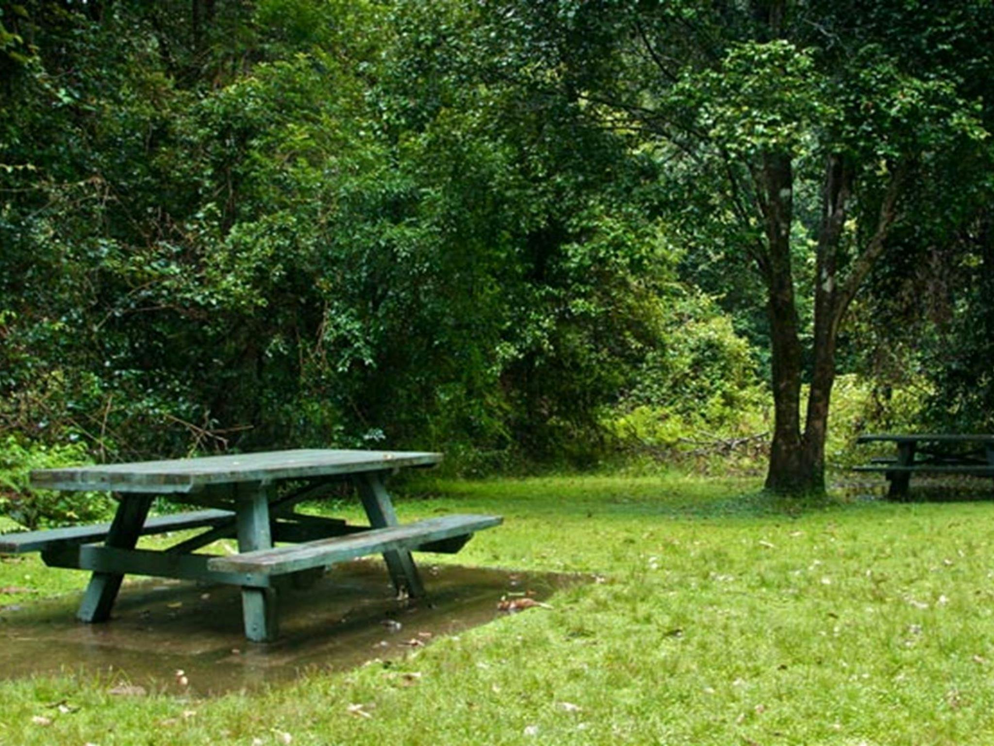 Williams River picnic area. Photo: John Spencer