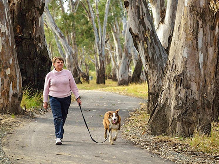 A visitor walking their dog in Murray Valley Regional Park. Photo: Gavin Hansford/DPIE
