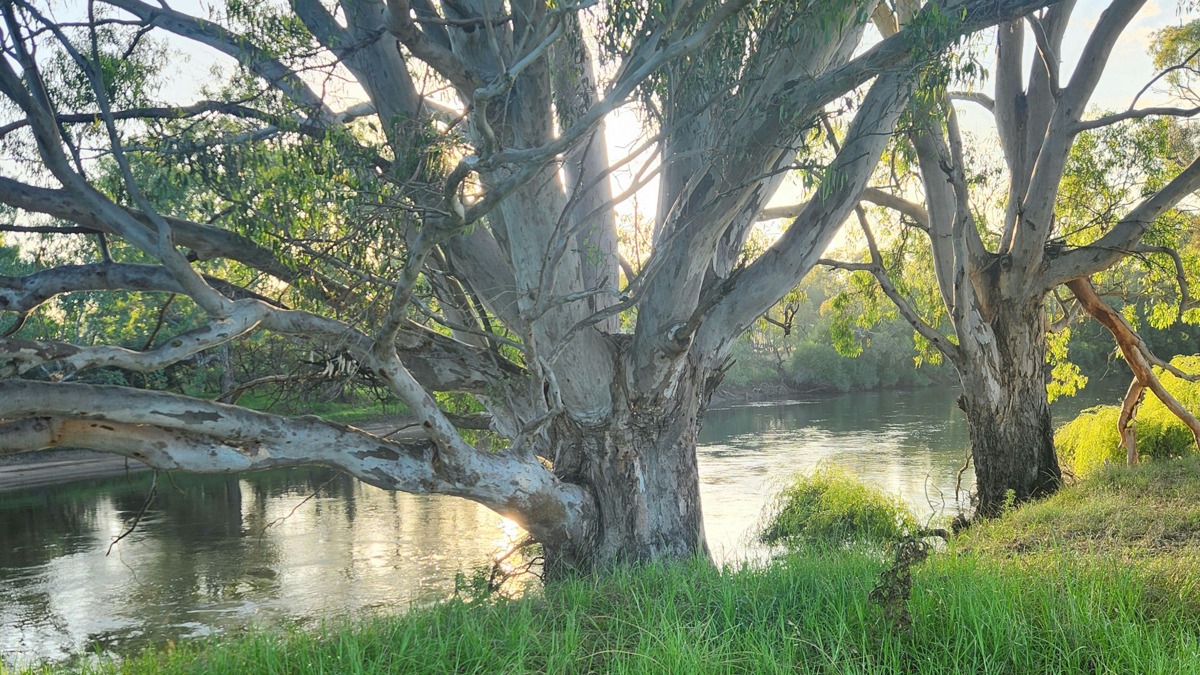 Willowbank on the Murray