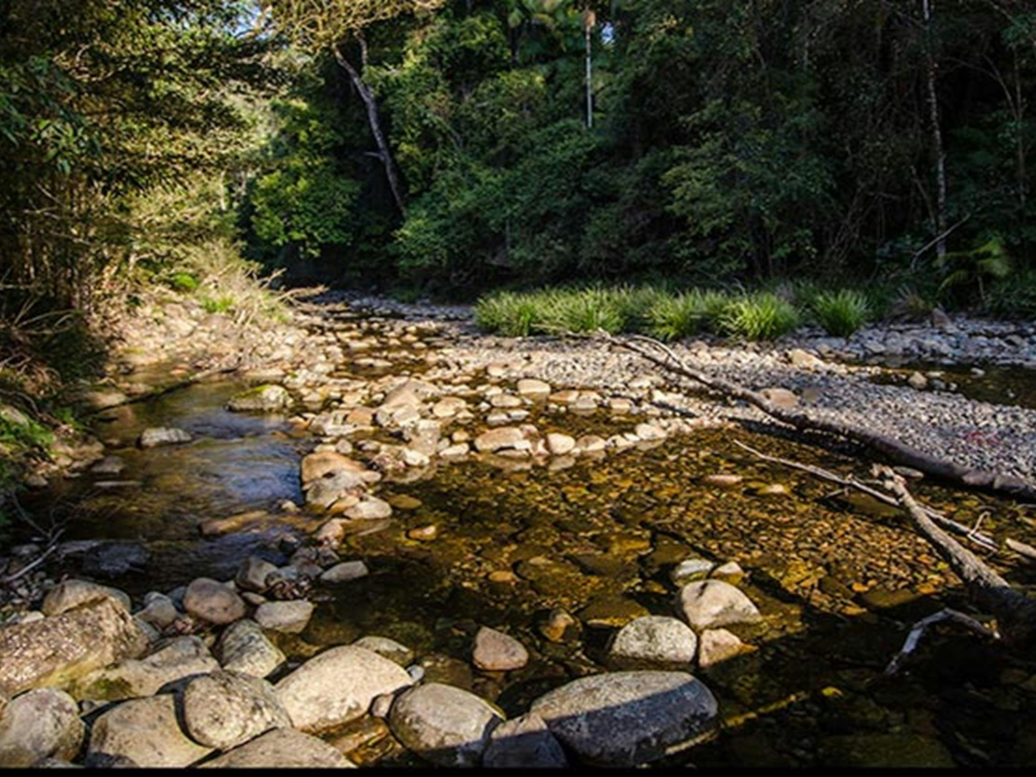 威尔逊河野餐区溪流，威利威利国家公园。照片：约翰·斯宾塞