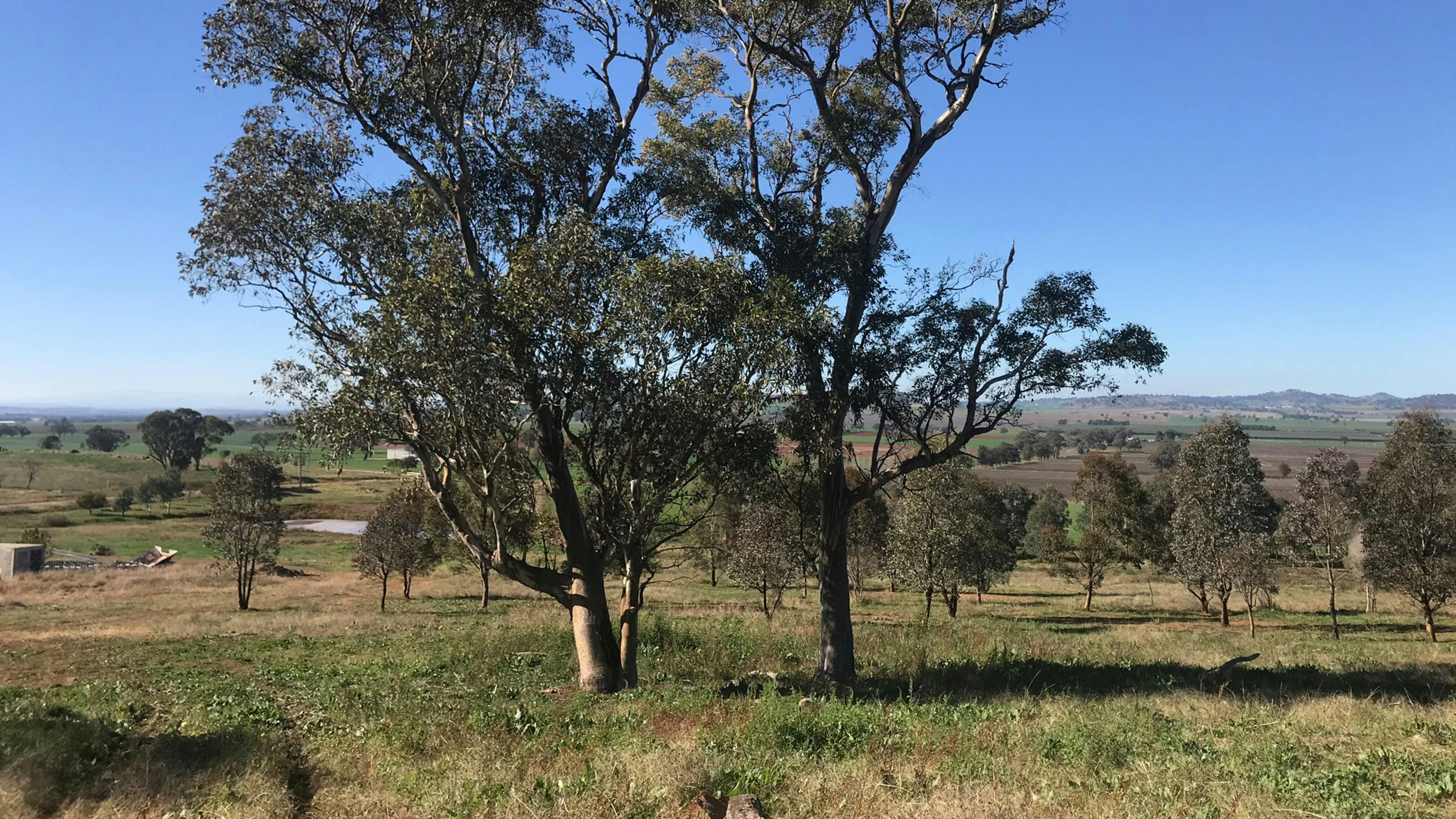 View East from crest 