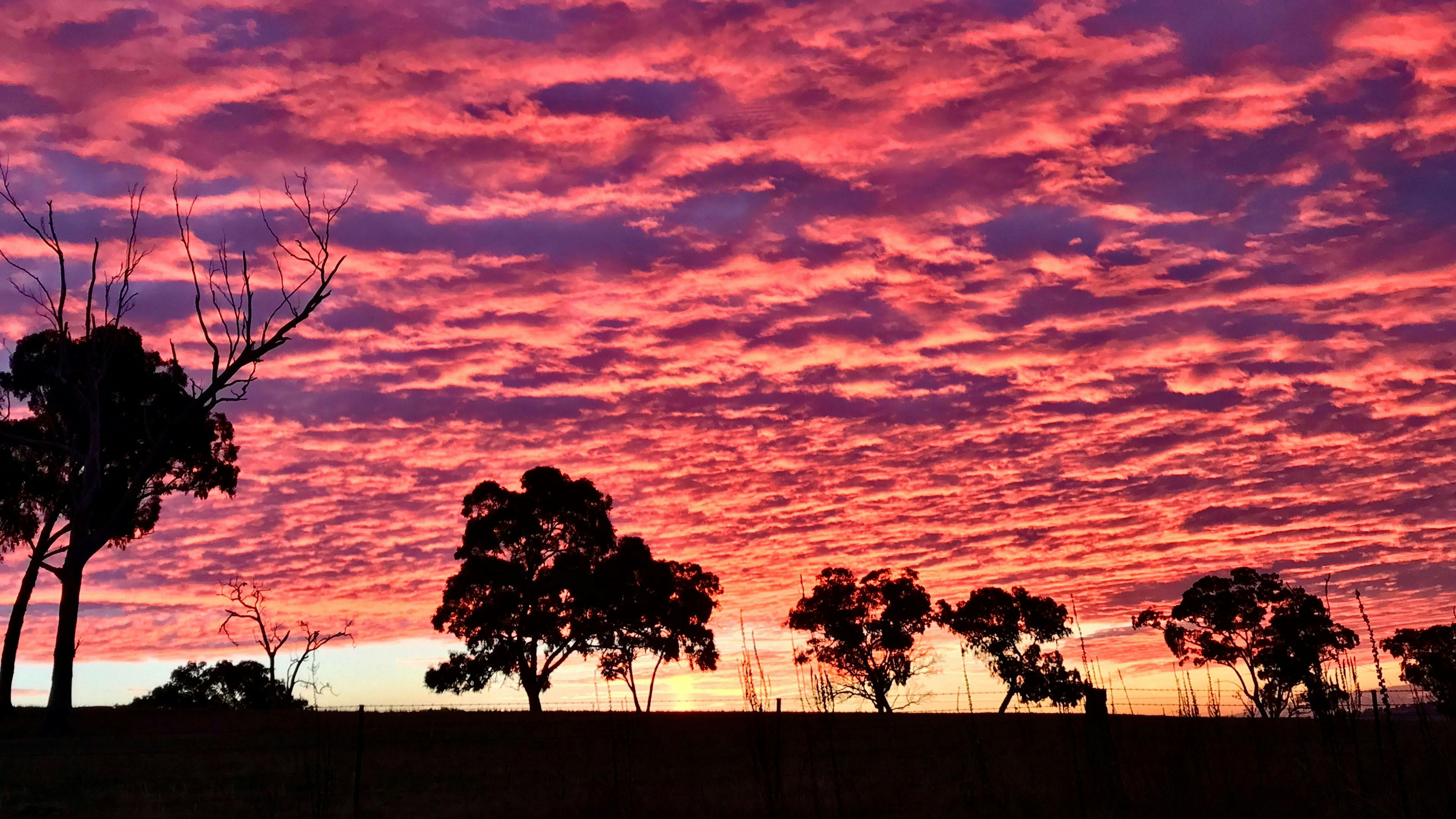 Windy Oaks Farm, O'Connell