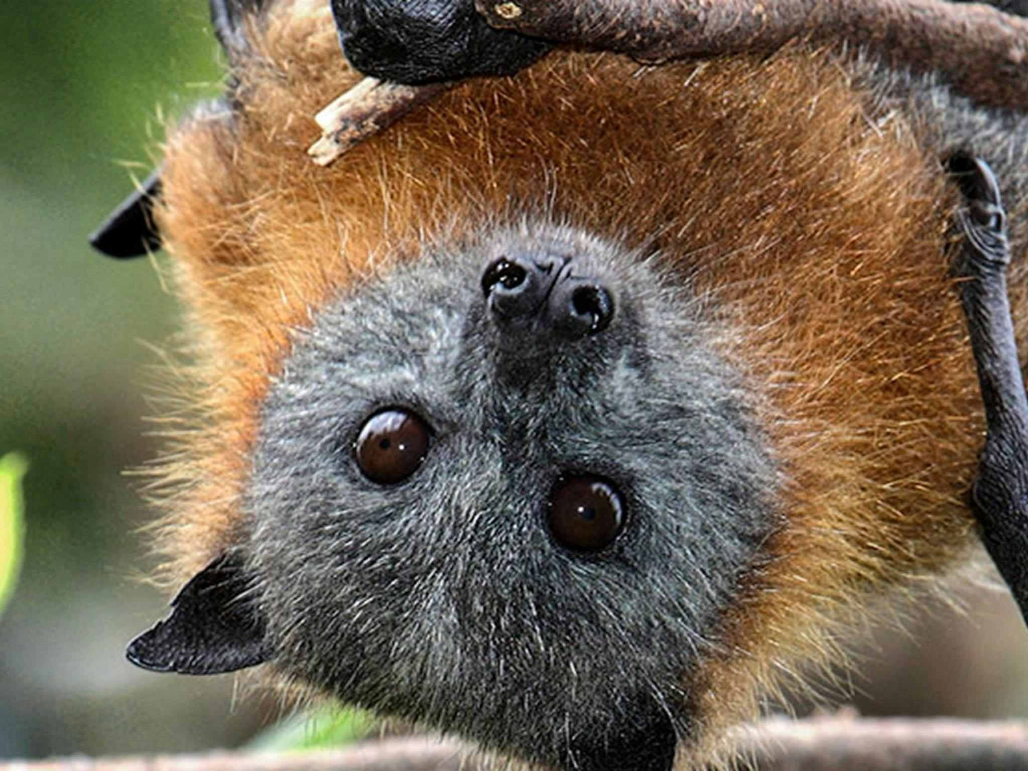 温厄姆灌木自然保护区，灰头狐蝠。照片：新南威尔士州政府