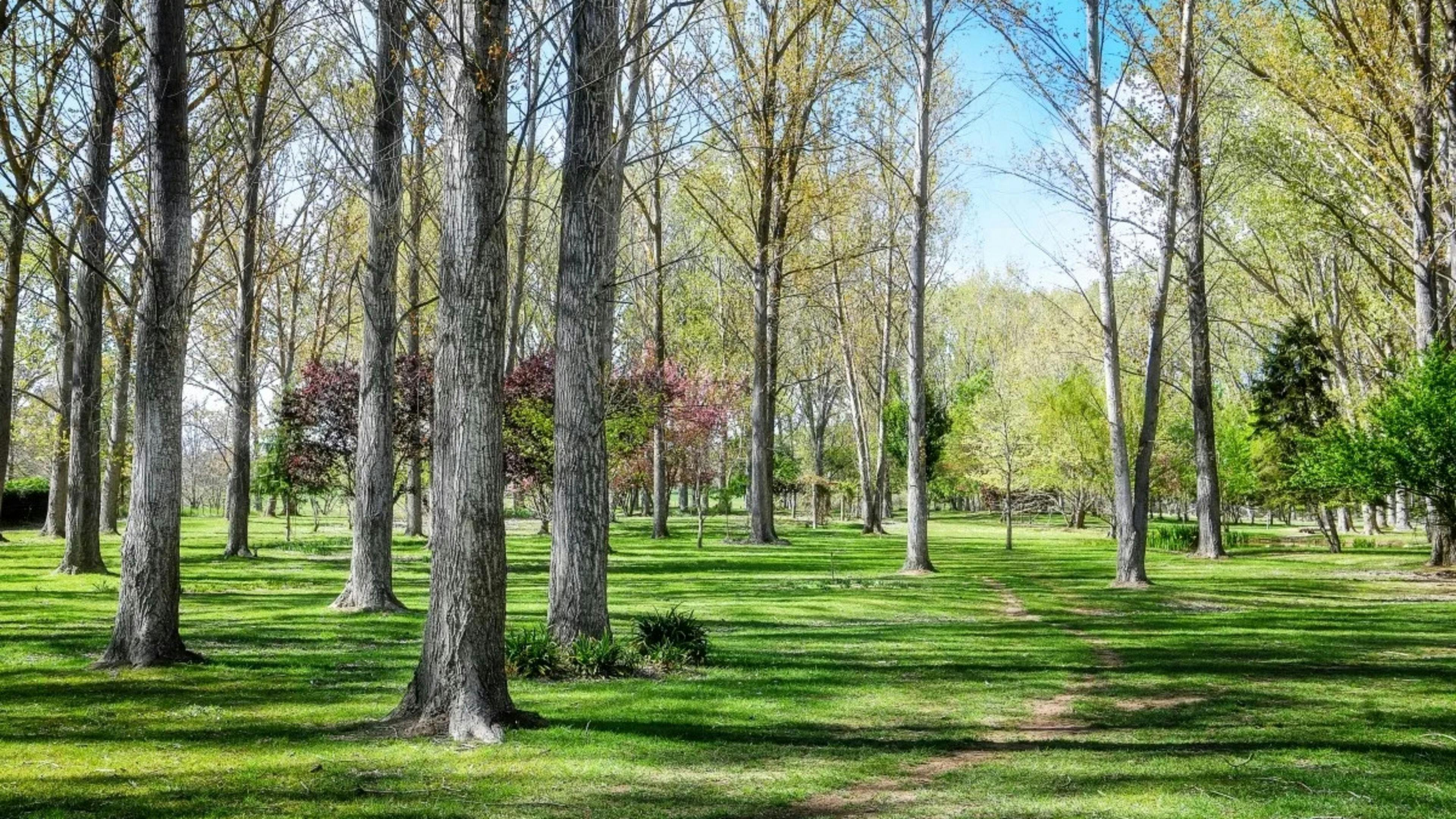 Wings of the Carribee