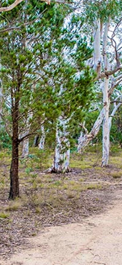 Wog Wog campground, Morton National Park. Photo: Michael van Ewijk/NSW Government