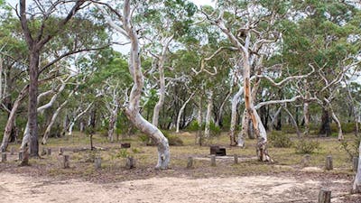 Wog Wog campground, Morton National Park. Photo: Michael van Ewijk/NSW Government