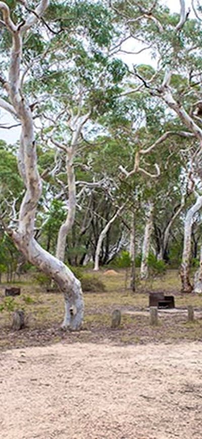 Wog Wog campground, Morton National Park. Photo: Michael van Ewijk/NSW Government