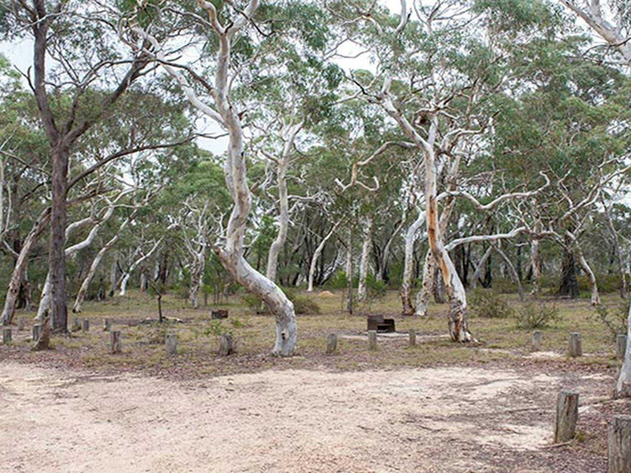 Wog Wog campground, Morton National Park. Photo: Michael van Ewijk/NSW Government