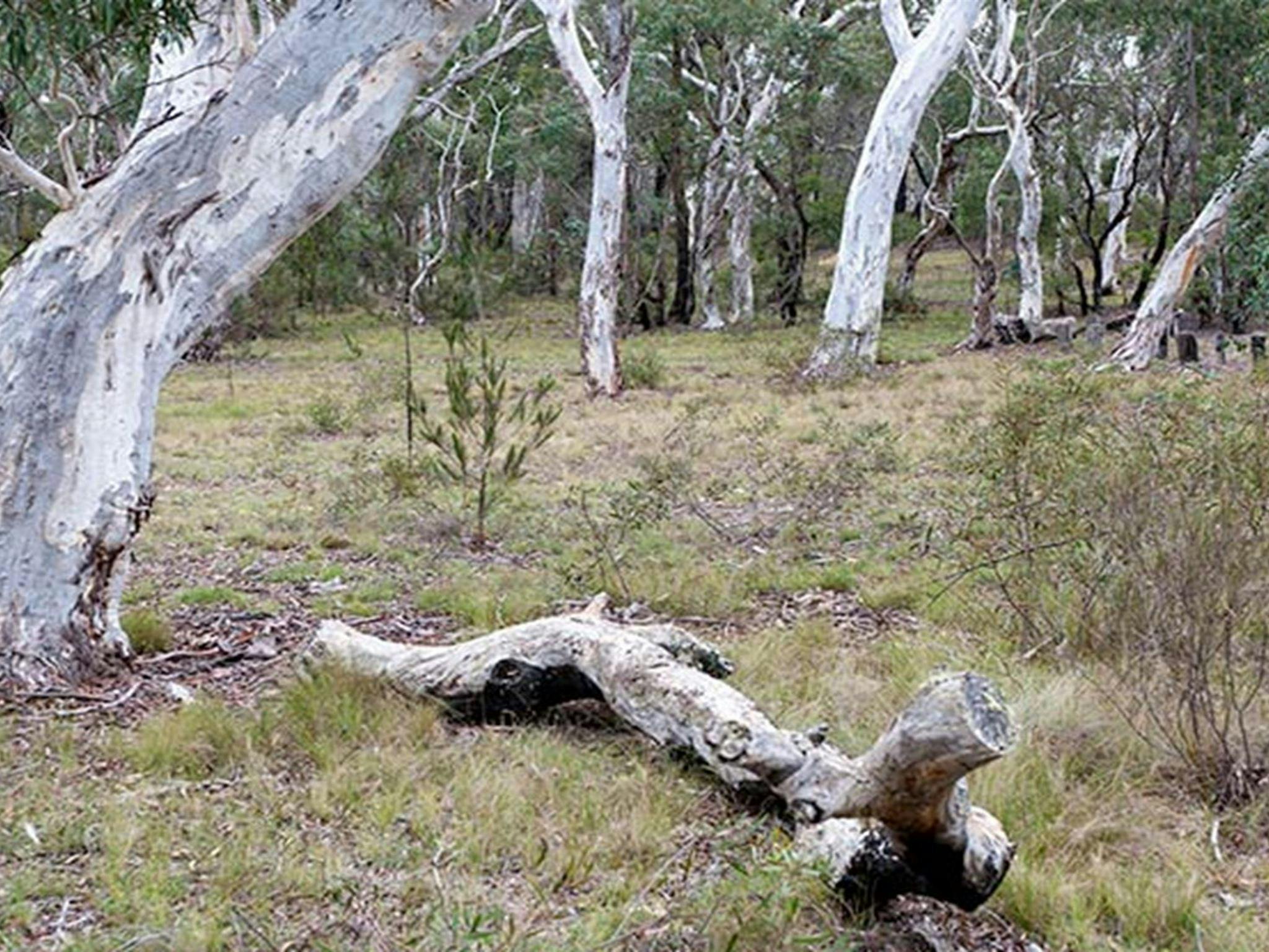 Wog Wog campground, Morton National Park. Photo: Michael van Ewijk/NSW Government