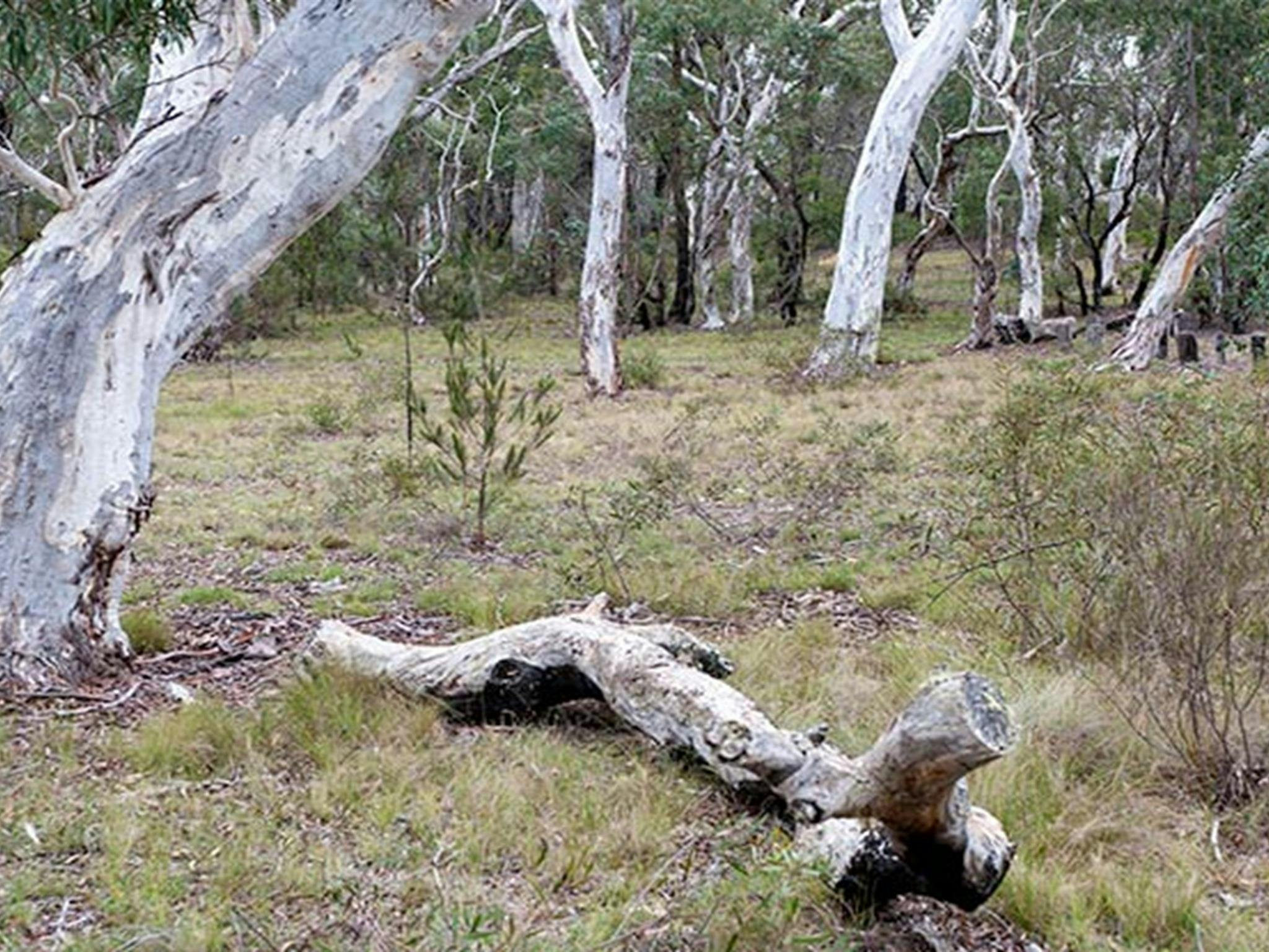 Wog Wog campground, Morton National Park. Photo: Michael van Ewijk/NSW Government