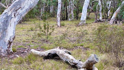 Wog Wog campground, Morton National Park. Photo: Michael van Ewijk/NSW Government