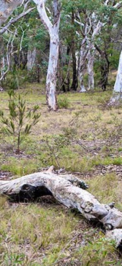 Wog Wog campground, Morton National Park. Photo: Michael van Ewijk/NSW Government