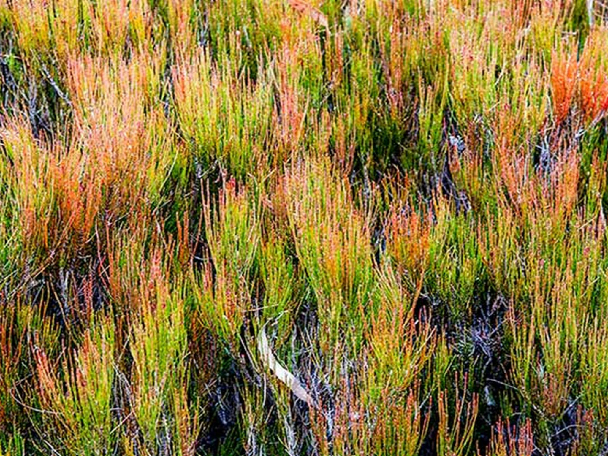 Wog Wog campground, Morton National Park. Photo: Michael van Ewijk/NSW Government