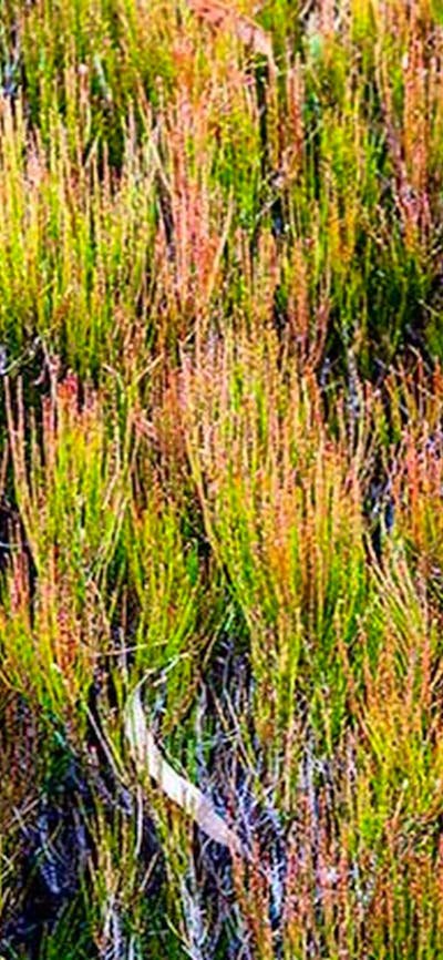 Wog Wog campground, Morton National Park. Photo: Michael van Ewijk/NSW Government
