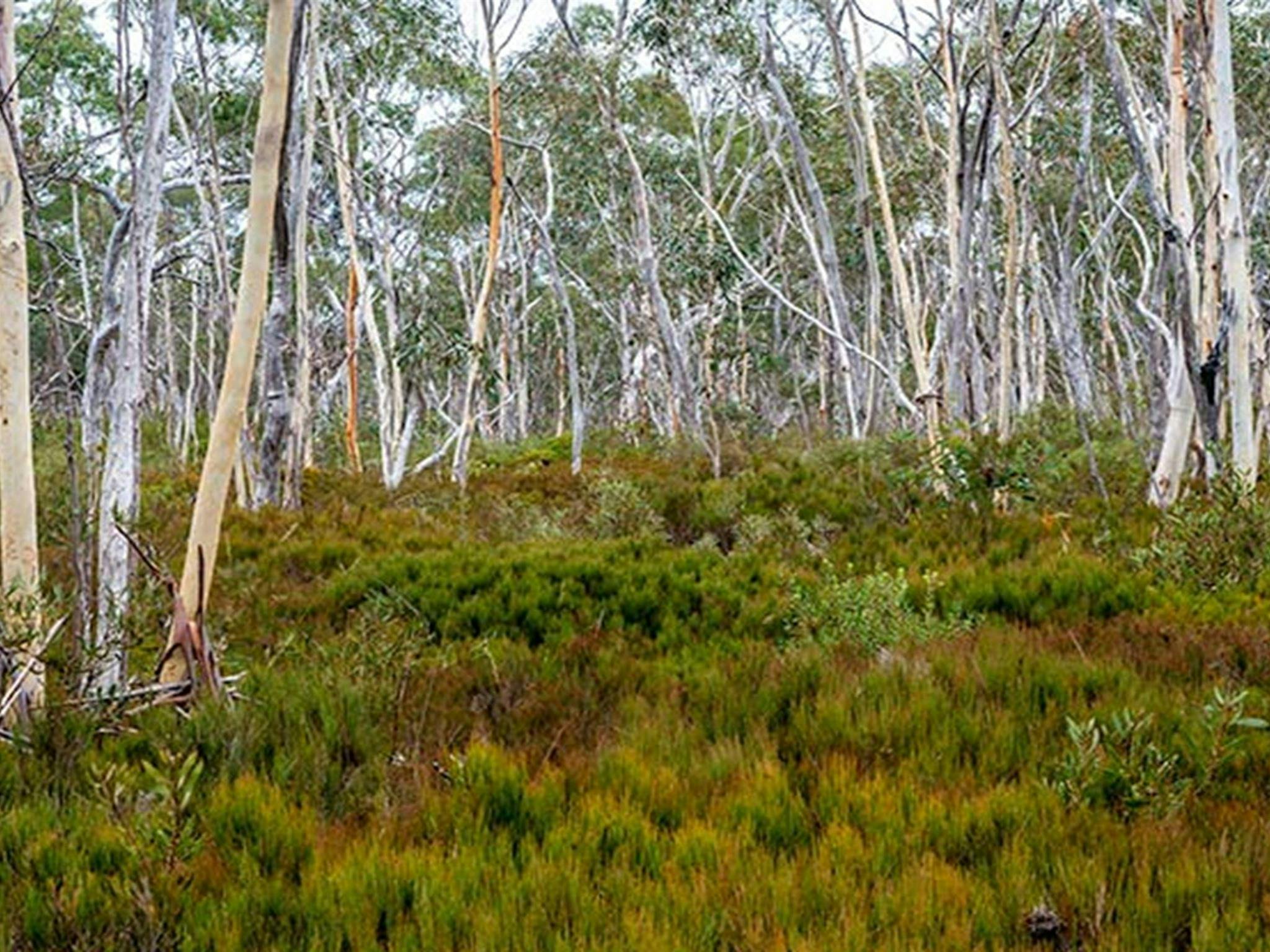 Wog Wog campground, Morton National Park. Photo: Michael van Ewijk/NSW Government