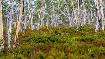 Wog Wog campground, Morton National Park. Photo: Michael van Ewijk/NSW Government